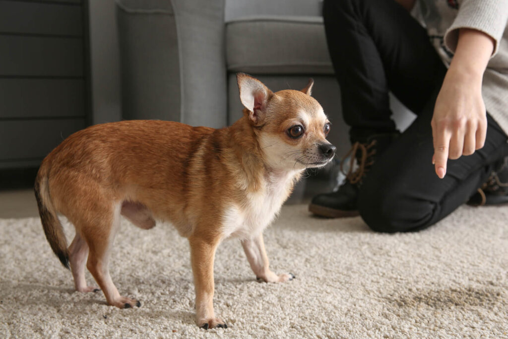 How to Get Rid of Dog Urine Smell in Carpet