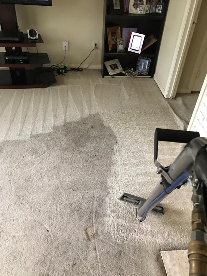 Best Carpet and Upholstery Cleaner