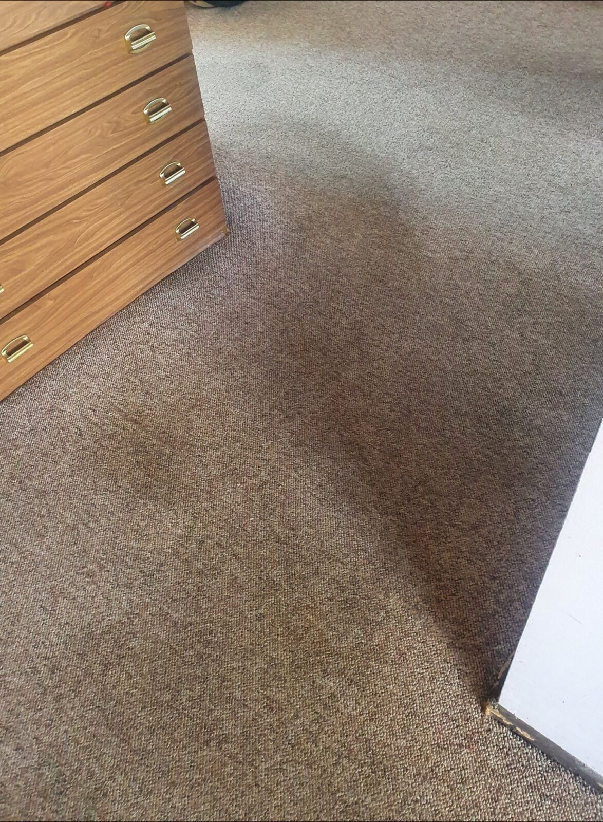 Best Way to Remove Cat Urine From Carpet
